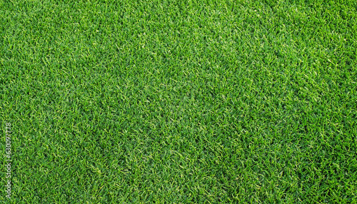 Texture green grass. Football turf