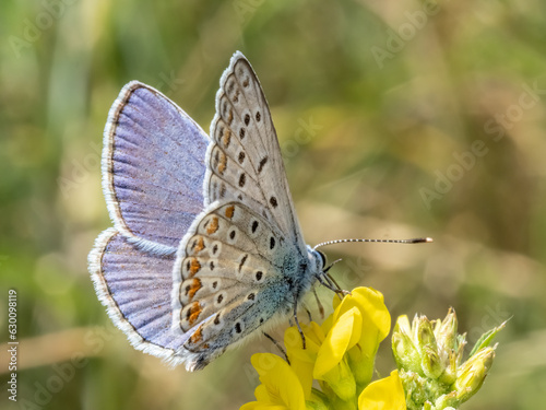 Idas blue butterfly ( Plebejus idas ) in grass. Beautiful butterfly butterfly on meadow. photo