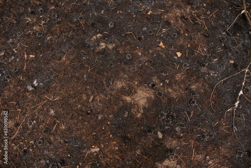 soil in the forest after a fire