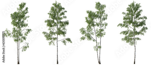 Set of Birch trees betula forest trees isolated png in sunny daylight on a transparent background perfectly cutout 