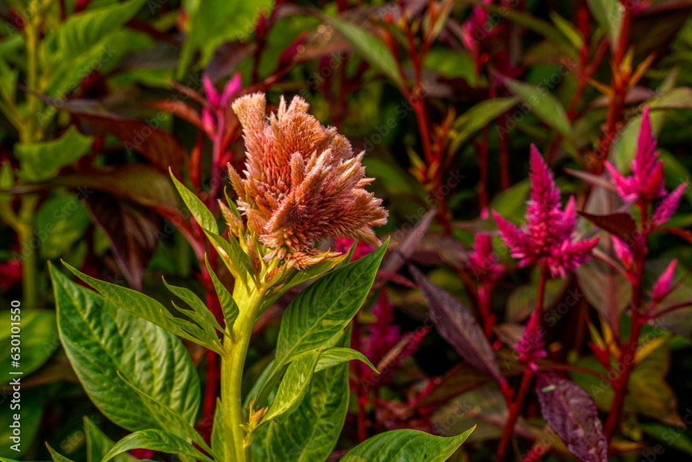 Terra Cotta Celosia flower with red flowers in the background. Terra Cotta Celosia flower with red flowers in the background.