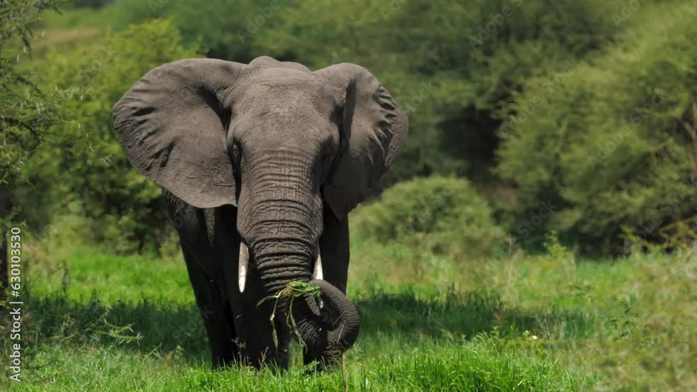 African savanna elephant standing at the waterside. scientific expedition in Tanzania, professional cinema equipment, Leica optics, downscale 6K.