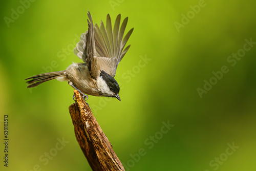 marsh tit (Poecile palustris) spreads its wings