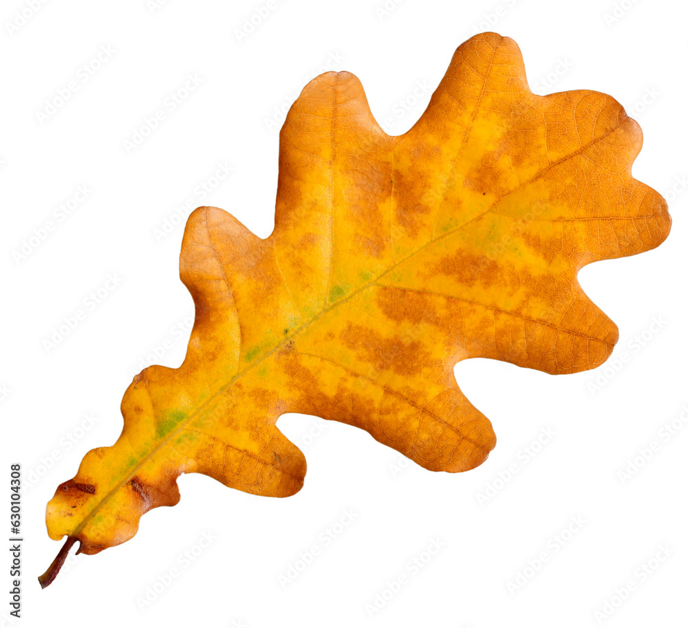 yellow oak leaf, autumn herbarium.