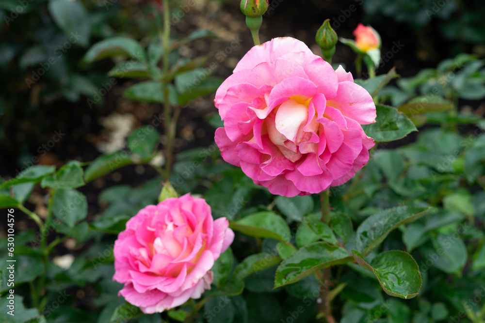 Pink Rose Blooms with Yellow Centers Pink Rose Blooms with Yellow Centers