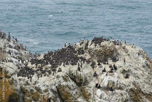 Cormorants Nesting on Rocks in the Pacific
