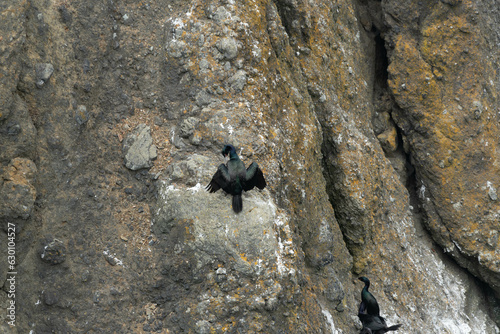 Cormorant on a Rock Face