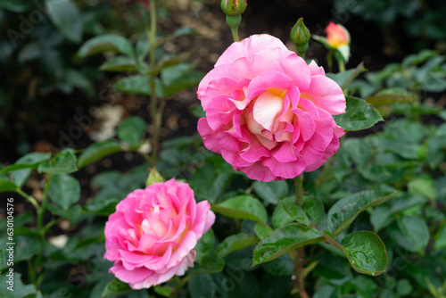 Pink Rose Blooms with Yellow Centers