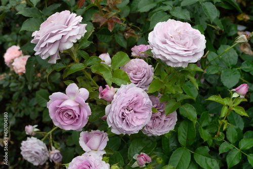 Light Purple Rose Blooms