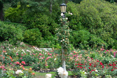 Lamppost in a Rose Garden