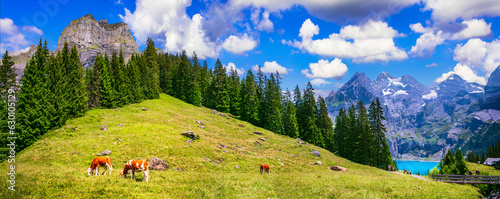 Swiss Alpine scenery - cows and green pastures surrounded by snowy peaks and turquose lake Oeschinesee. Switzerland travel and nature photo