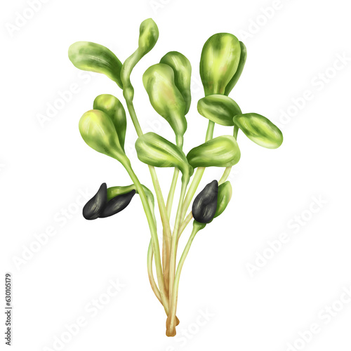 Canvas Print Young green germinating sunflower sprouts from sunflower seeds