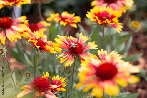 Native Bee on Blanket Flower