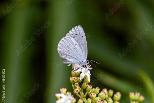 Holly blue butterfly, Celastrina argiolus photo