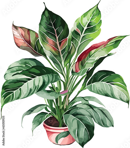 aglaonema aglaonema watercolor clipart 