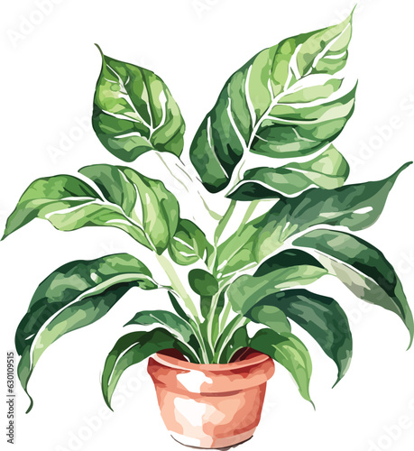 aglaonema aglaonema watercolor clipart 