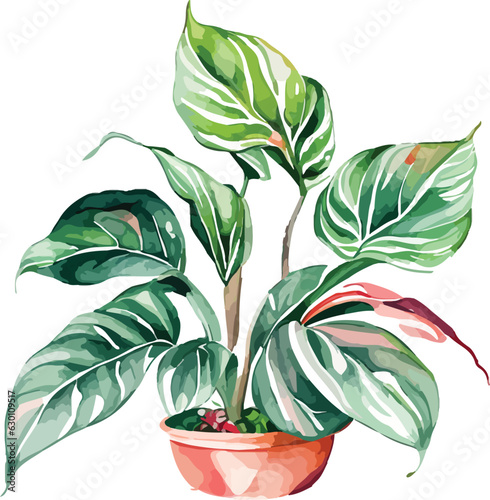 aglaonema aglaonema watercolor clipart 