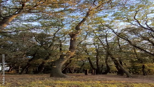 Vidéo forêt nature, lumière du soir, cimes, feuillages, brise dans les branchages, frondaison animées par le vent, vidéo zen, plan fixe arbres , Occitanie, nature, paysage Sud de la France, Hérault