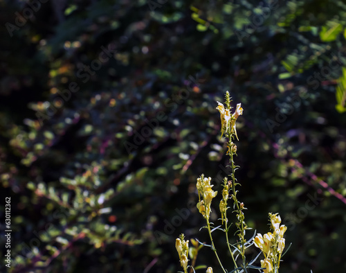 Linaria vulgaris common toadflax yellow wild flowers flowering on the meadow  small plants in bloom in the green grass