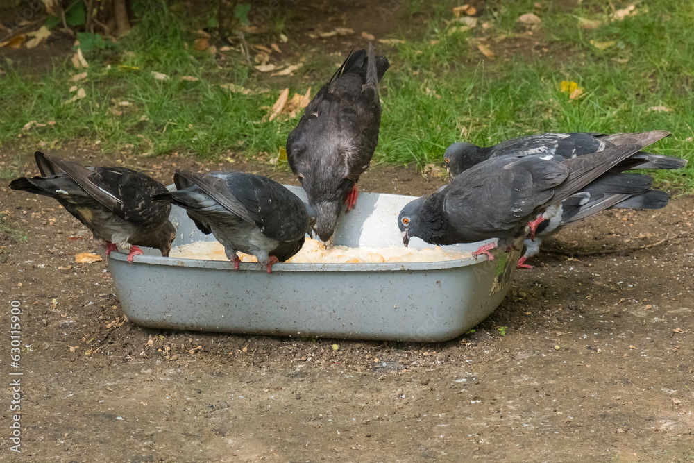 Fototapeta premium Four Grey Common Pigeons are Enjoying Their Meal from a Plastic Basin in the Morning