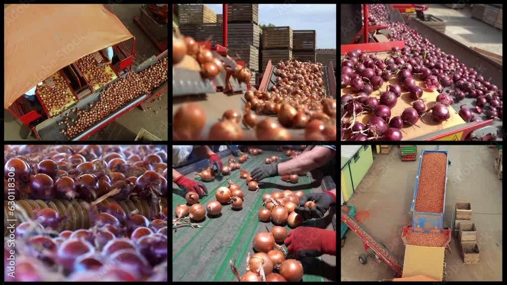 Onion Processing in Agricultural Cooperative Warehouse - Conceptual Multi Screen Video. Slow Motion Video of Onion Processing in Packing House Facility Prior Distribution to Market. Onion Production.