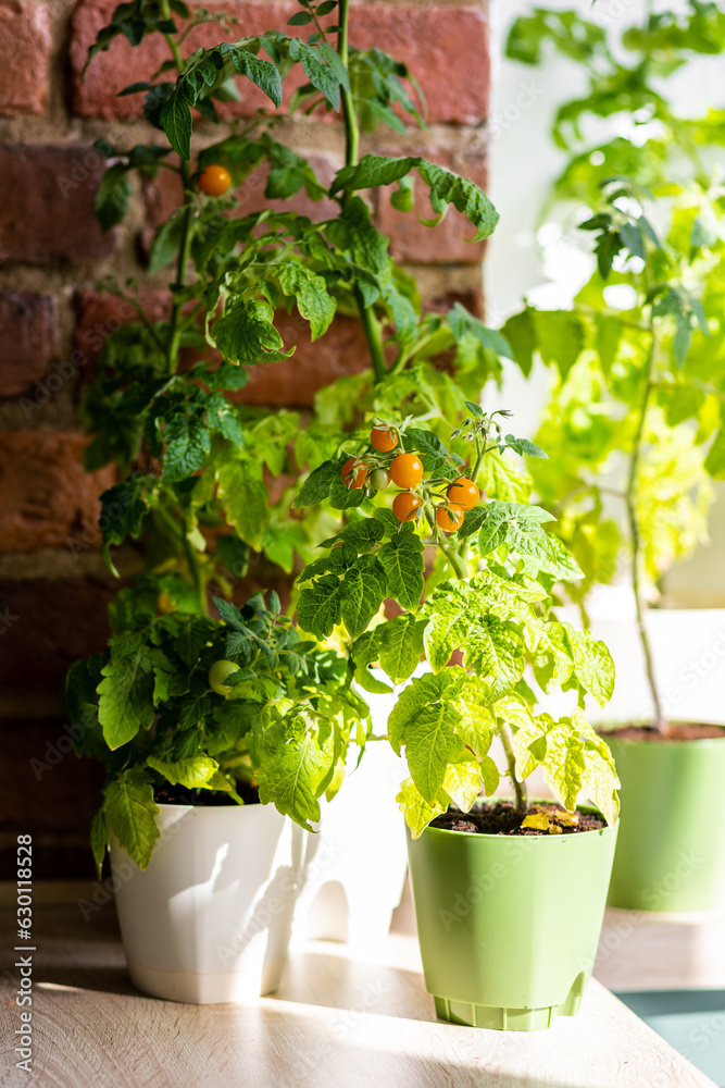Vegetable urban home garden in the apartment, on the terrace or balcony. Ripe orange tomatoes growing in flower pots. Kitchen summer gardening. Sustainable lifestyle, eco habits, hobby and leisure