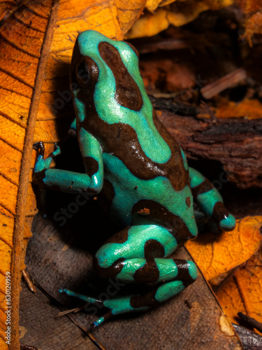 dendrobates auratus