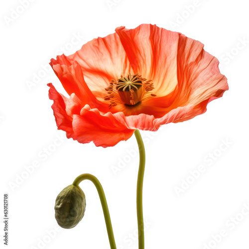 red poppy flower isolated on white background. 