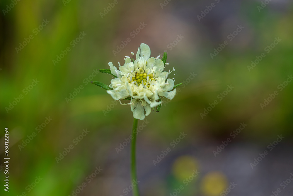 One white small blooming flower on green background.