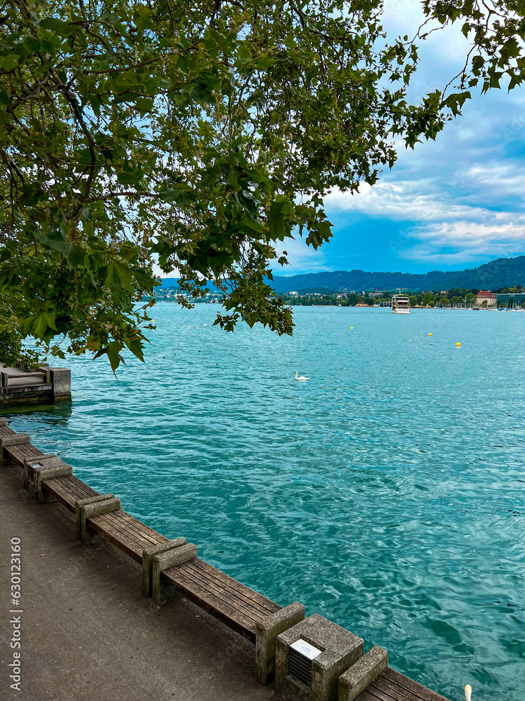 Panoramic view of the Zurich lake and white swans in summer