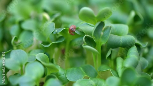 Coriander micro greens with seeds and leaveas close up photo