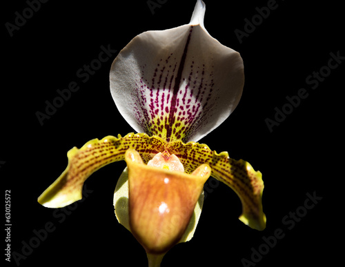 PHALEONOPSIS, ORQUIDEA DEL ZAPATO
