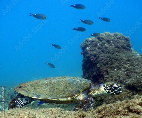 Costa Rica Sea Life photo