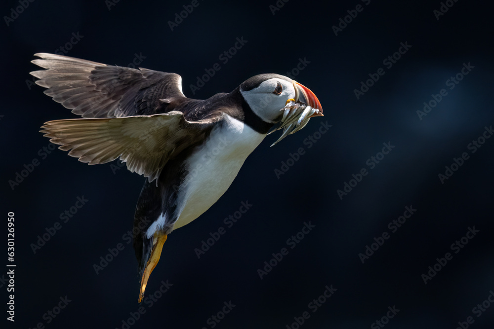 Obraz premium flying puffin with beak full of fish