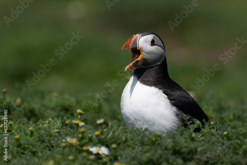 puffin in flowers with beak open © Timothy