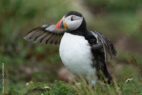 Puffin stretching it's wings