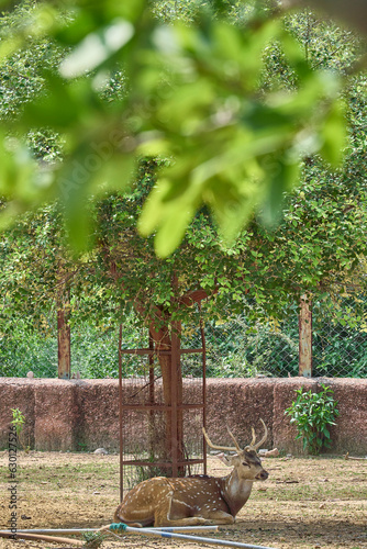 A deer is relaxing
