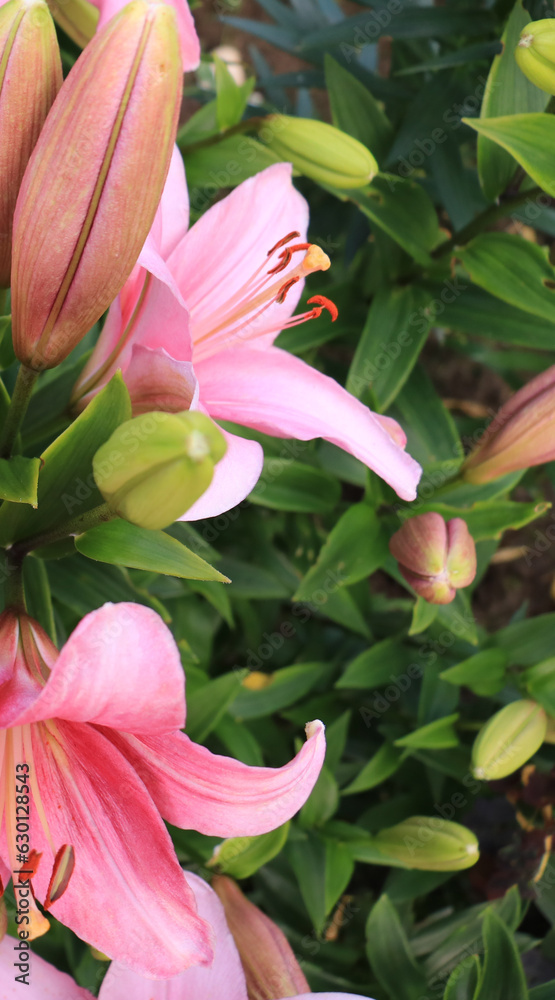 Obraz premium pink lily flowers