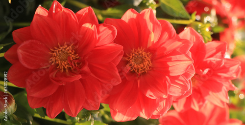 red flowers