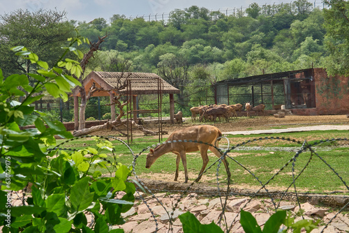 A big deer family