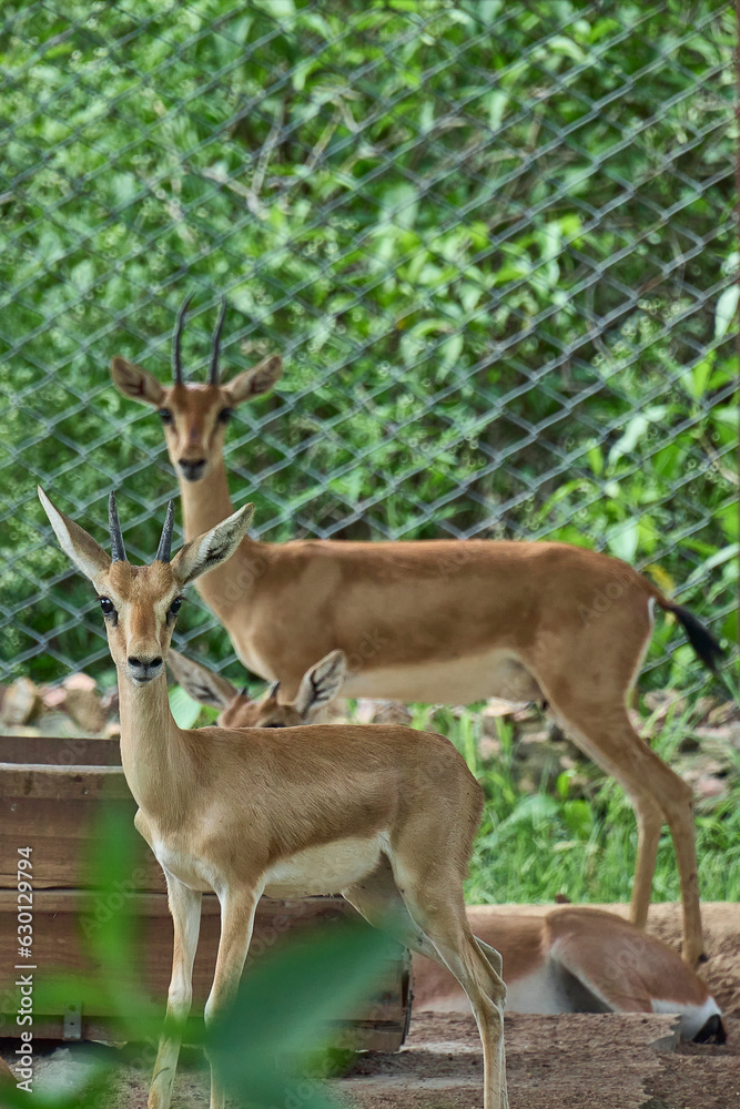 Two deers are looking towards the camera Two deers are looking towards the camera