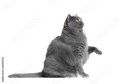 A funny fat British cat sits with a raised paw on a white isolated.
