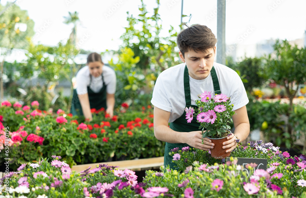 Focused professional young florist checking potted plants of African daisy with bright purple flowers in greenhouse