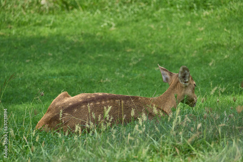 A deer is relaxing