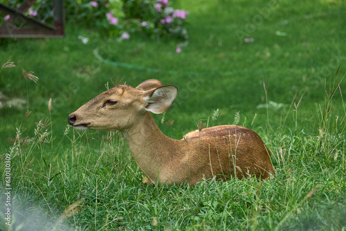 A deer is relaxing