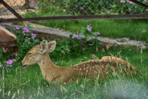 A deer is relaxing