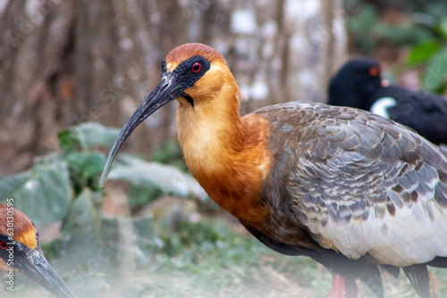 Perna longa, bico fico, aves exótica, ave,  animais, natureza, bico, pena,  exótica, natureza, tropical, beleza, photo