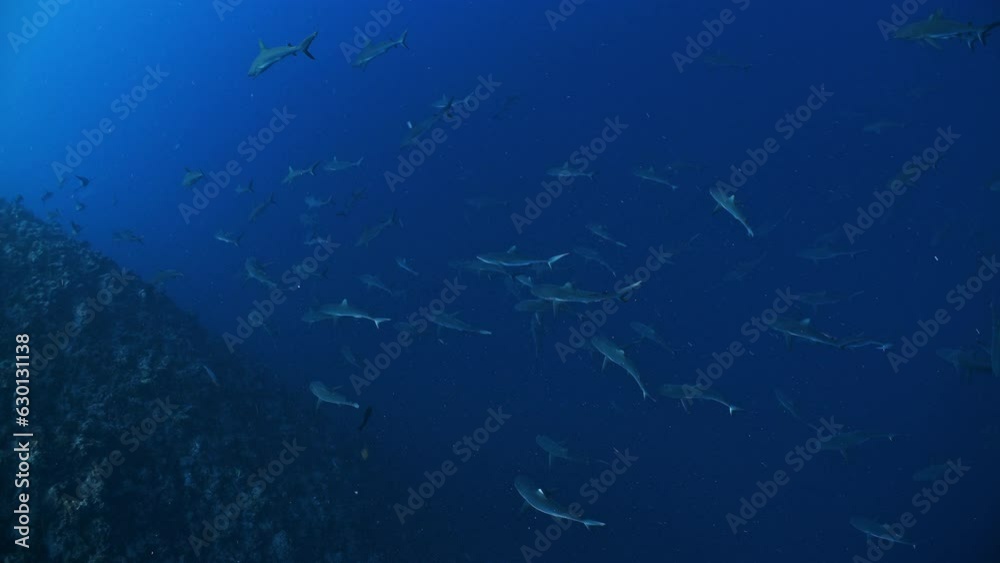 High angle shot looking down on huge school of sharks swimming in deep water