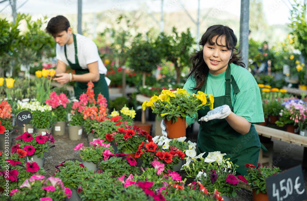 Skillful positive young Asian woman, botanist checking flower petals while holding pot with Petunia in glasshouse