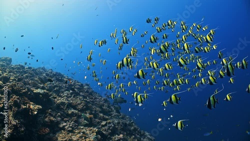 Wallpaper Mural Underwater shot of bright yellow Moorish Idol fish spawning aggregation swimming over reef towards camera exiting frame Torontodigital.ca
